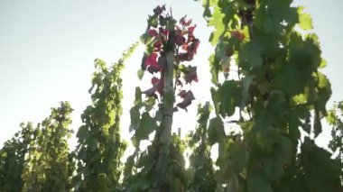 Mendoza Arjantin 'in Uco Vadisi' ndeki üzüm bağları güneşli bir bahar gününde.