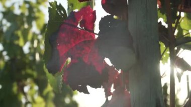 Mendoza Arjantin 'in Uco Vadisi' ndeki üzüm bağları güneşli bir bahar gününde.