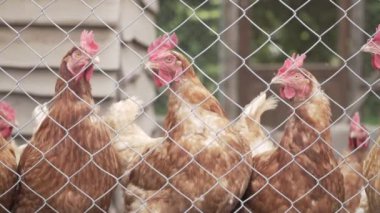 Bir tavuk kümesinde beslenmeyi bekleyen bir sürü tavuk var..