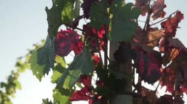 Mendoza Arjantin 'in Uco Vadisi' ndeki üzüm bağları güneşli bir bahar gününde.