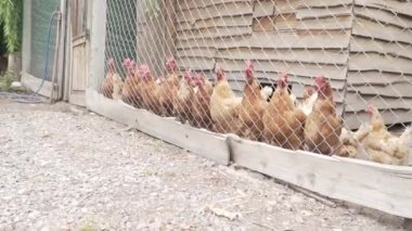 Tavuk kümesindeki bir sürü tavuk beslenmeyi bekliyor..