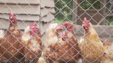 Bir tavuk kümesinde beslenmeyi bekleyen bir sürü tavuk var..