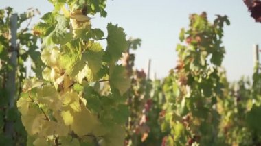 Mendoza Arjantin 'in Uco Vadisi' ndeki üzüm bağları güneşli bir bahar gününde.