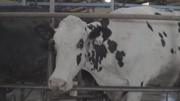Une Vache Attente Être Trayée Dans Parc Traite — Video