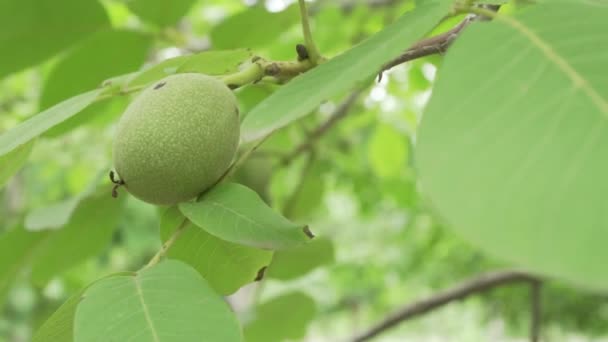 Een Peer Boom Een Plantage Het Platteland Mendoza Argentina — Stockvideo