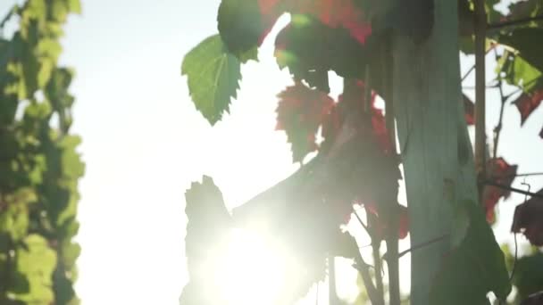 Vinhedos Vale Uco Cidade Mendoza Argentina Dia Ensolarado Dia Primavera — Vídeo de Stock