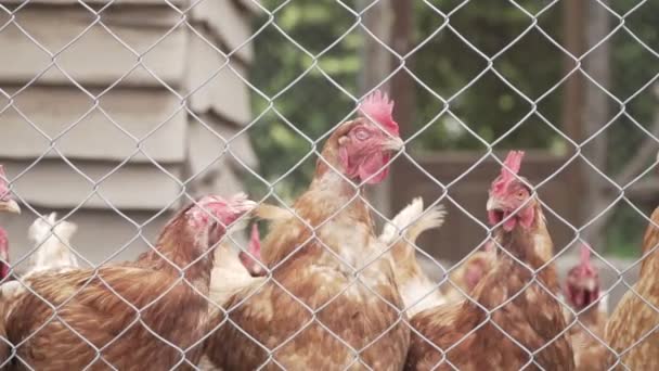 Großaufnahme Von Vielen Hühnern Einem Hühnerstall Die Darauf Warten Gefüttert — Stockvideo