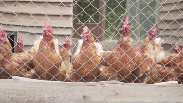 Close Many Chickens Chicken Coop Waiting Feed — Stock Video