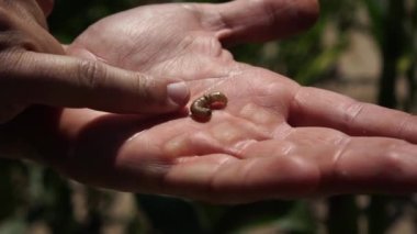 Bir insanın elinde mısır hasadının canlı solucanı.