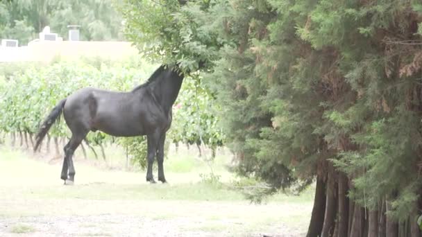 Czarny Koń Jedzący Liście Drzewa Wsi — Wideo stockowe