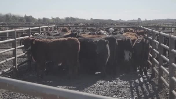 Vacas Pretas Marrons Quintal Quintal Ordenha — Vídeo de Stock