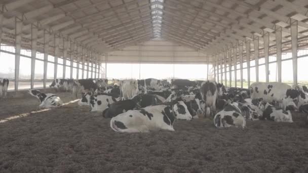 Vaches Mangeant Herbe Dans Une Cour Traite — Video