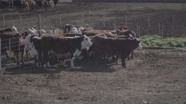 Vaches Noires Brunes Dans Une Cour Ferme Une Cour Traite — Video