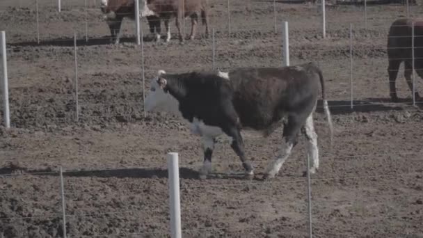 Μια Αγελάδα Περπατά Μια Φάρμα Πλησιάζει Την Καλωδίωση — Αρχείο Βίντεο