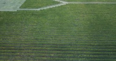 Tarlaların hava manzaralı manzarası
