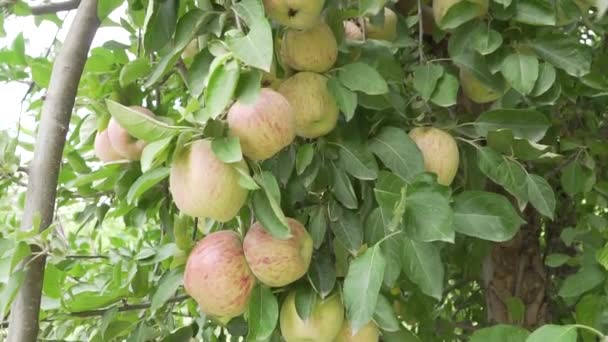 Uma Macieira Uma Plantação Campo Mendoza Argentina — Vídeo de Stock