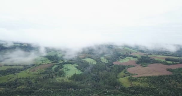 阿根廷密西西比美丽而凄凉的风景 有成群的动物和树木 上面笼罩着潮湿的云彩 — 图库视频影像