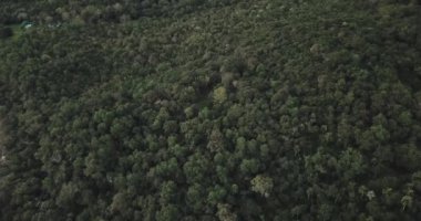 Misiones Arjantin 'de bulutlu bir günde orman manzarası. Orada bir sürü ağaç ve hayvan yaşıyor.