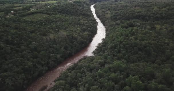 Река Посреди Джунглей Миссионес Аргентина Окруженная Деревьями Растениями Множеством Фауны — стоковое видео