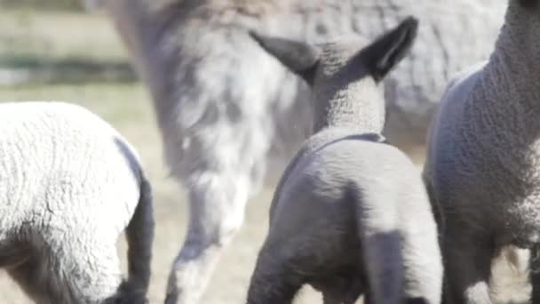Biała Owieczka Spacerująca Innymi Zwierzętami Polu — Wideo stockowe