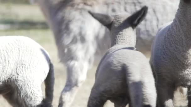 petit agneau blanc marchant avec d'autres animaux sur un champ 
