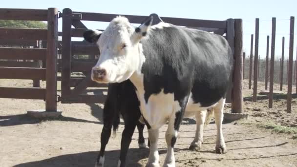 Μια Αγελάδα Μια Φάρμα Που Περιμένει Γίνει Γάλα — Αρχείο Βίντεο