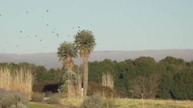 Bir sürü kuş gökyüzü mavi ve güneşli bir günde Arjantin 'in Cordoba vadisinde bir Palm üzerinden uçuyor..