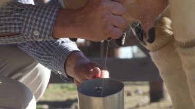 Tarladaki çiftlikte inek sağan bir adam.