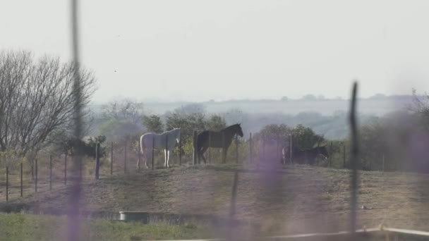 Darmowe Konie Dolinie Zieloną Trawą Kwiatem Górą Dużą Ilością Przyrody — Wideo stockowe