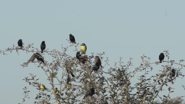 Arbre Avec Des Oiseaux Benteveo Viudita Pico Celeste Reposant Sur — Video
