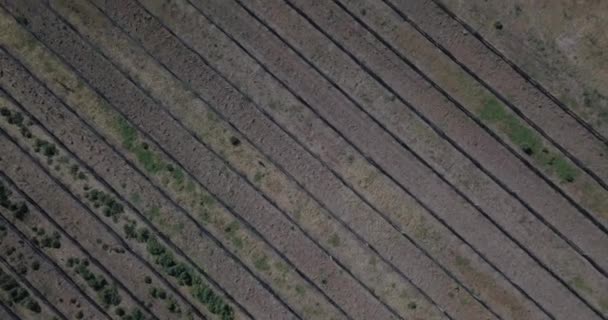 Luftaufnahme Von Furchen Einer Feldfrucht Cordoba Argentinien — Stockvideo