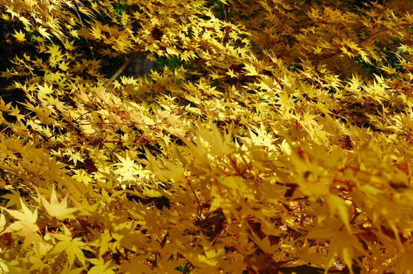 Yellow leaves of Japanese Maple tree in Autumn sel