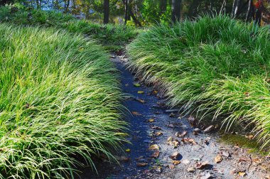 Sporobolus Heterolepis Prairie Dropseed, Ornamental Grass lines a path in the woods leading to a nearby lake clipart