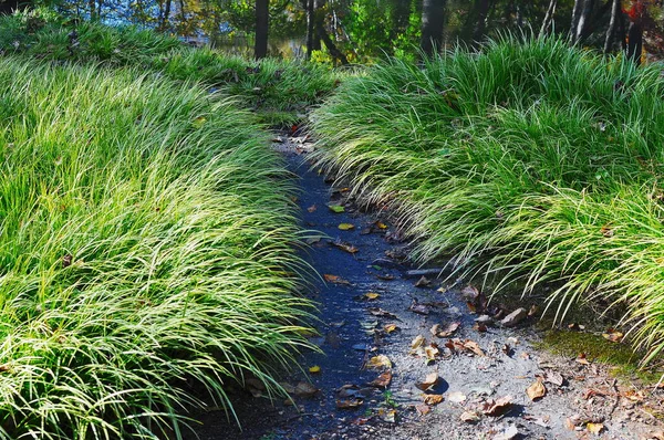 Sporobolus Heterolepis Prairie Dropseed Ornamental Grass Lines Path Woods Leading — Stock Photo, Image