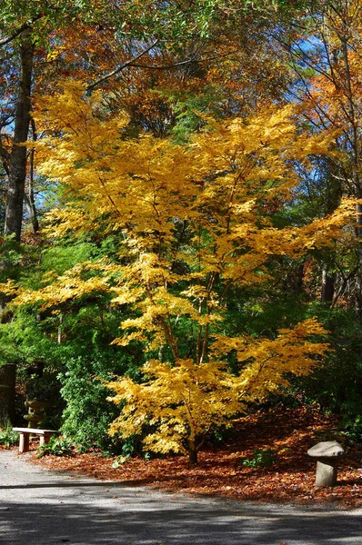 Japanse Esdoorn Acer Met Gele Bladeren Naast Een Parkbank Het — Stockfoto