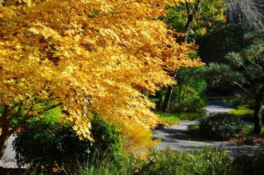 Japon Akçaağaç Acer, sonbahar sezonunun başında, sonbaharın başında, bahçe yolunun yanında sarı yapraklar ile