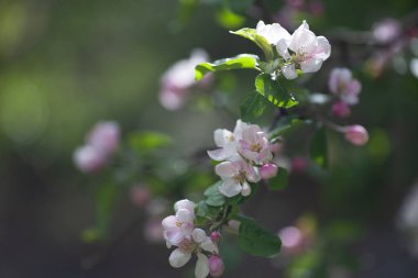 Baharda çiçek açan elma ağacı dalları. Çiçekli elma ağacı. Beyaz ve pembe renk. Seçici odaklanma. # Sanatı kilitle