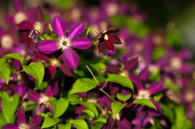 Güneşli bir günde bahçede çiçek açan mor klematis. Clematis çiçekleri çiti tamamen kaplıyor. Seçici odaklanma. Bulanık arkaplan.