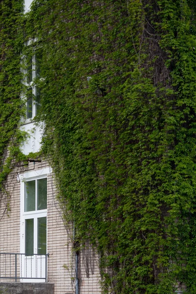 Ivy-covered multistorey building. House with large amount of ivy growing up the walls. Urban jungle. Vertical image. Selective focus.