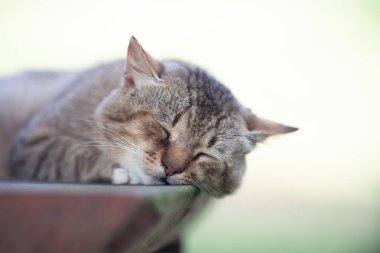 Dışarıda uyuyan gri kedi. Seçici odaklanma. Yakın çekim..