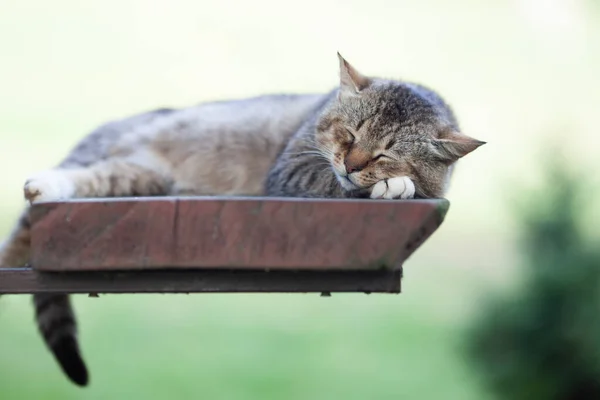 Gato Cinzento Bonito Dormindo Prateleira Livre Foco Seletivo Fechar — Fotografia de Stock