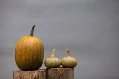Gri beton arka planda şık balkabakları. Bir büyük ve iki küçük balkabağı, tahta kütüklerin üzerinde. Sonbahar konsepti, Şükran Günü, metin için yer.