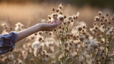 Girl touch thistle flowers with fluffy seeds on the meadow, hand close up. Evening light, beautiful sunset, neutral colors, soft focus. Natural background, website banner. clipart