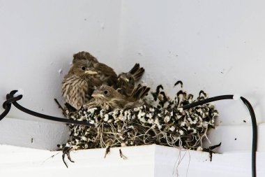 Yavru kuşlar bir verandanın içinde anne kuşun onları beslemesini bekliyorlar.