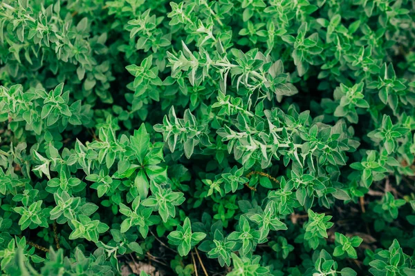 Evin Bahçesinde Yetişen Oregano Otları — Stok fotoğraf