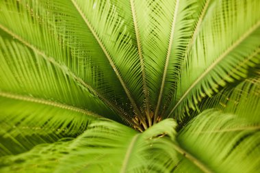 Canlı yeşil yaprakları olan bir palmiye ağacının içi yaz tatili web sayfasını temsil eder.