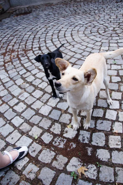 Köpek Kaldırım Taşı Caddesinde Siyah Beyaz Kadına Bakıyor Kadın Bacağı — Stok fotoğraf