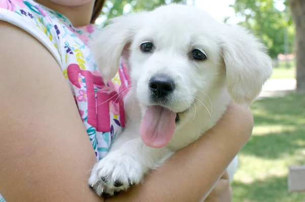 Beautiful Happy Golden Retriever Puppy Hands Girl Tongue Out Outdoor — Stock Photo, Image
