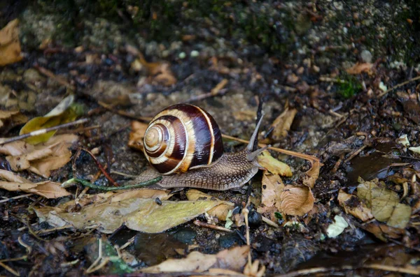 Beautiful Snail Woods Wet Leaves Rain Close — Stock Photo, Image