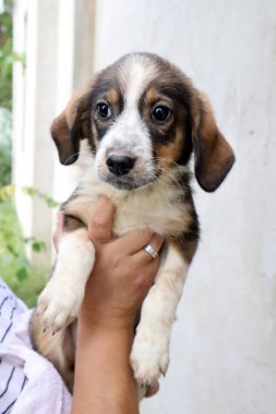Güzel, beyaz, kahverengi pappy elinde bir kadın kameraya bakıyor.